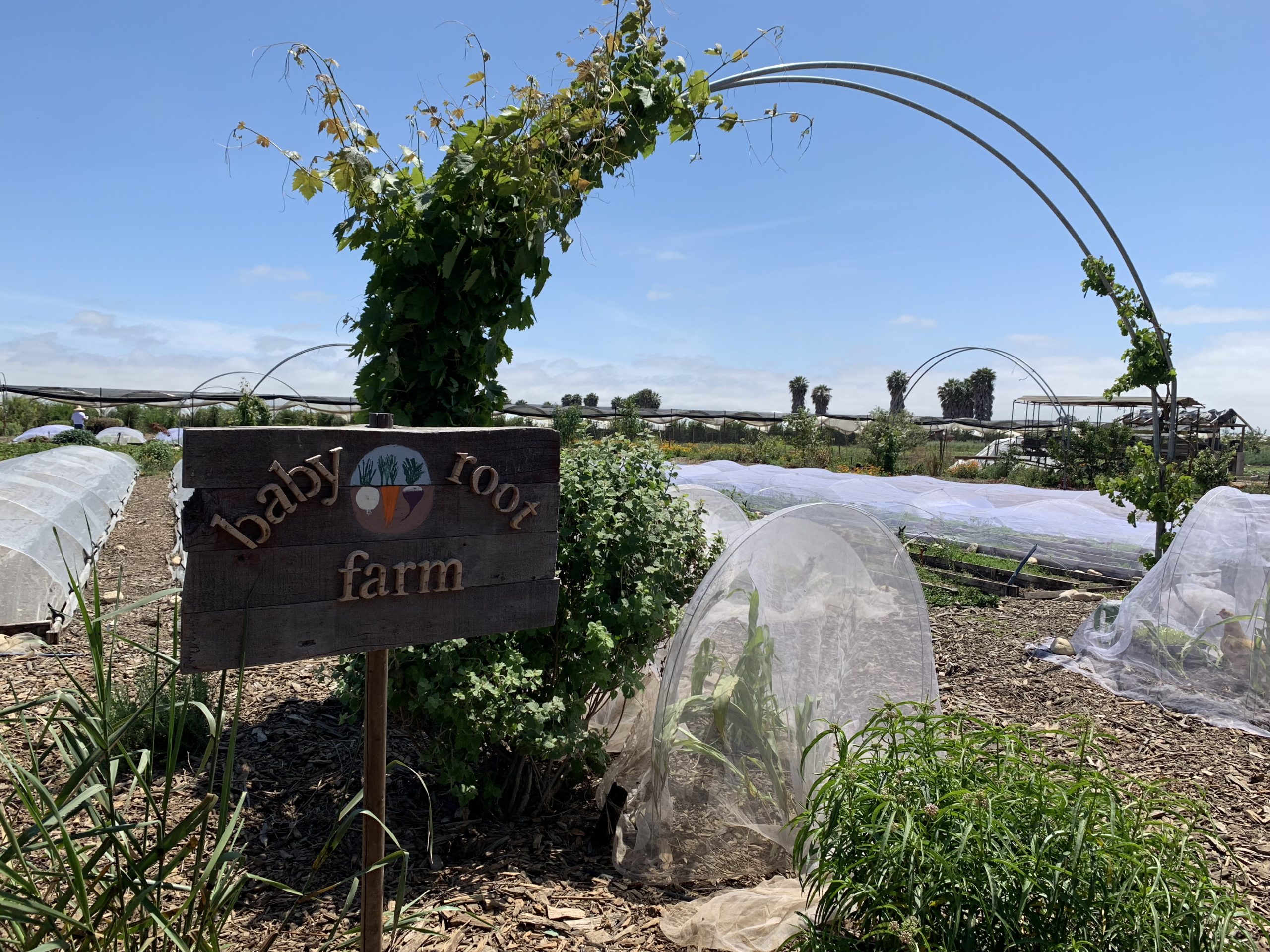 Baby Root Farm Visit Camarillo